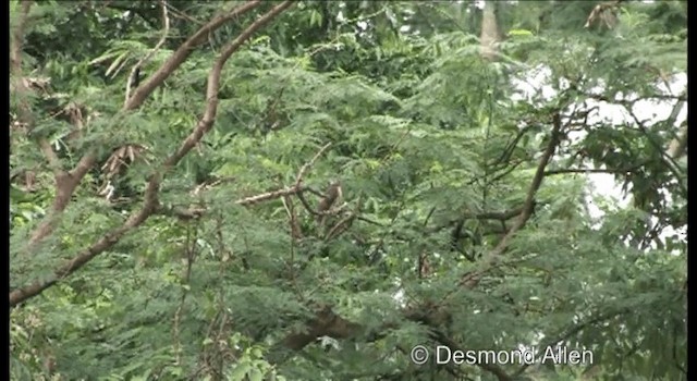 Coucou des Philippines - ML201604531