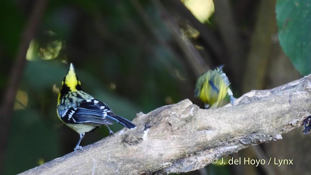 Carbonero Carigualdo Chino - ML201604551