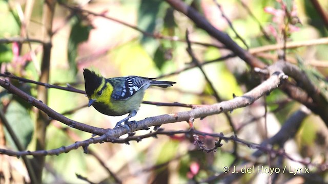 Mésange à dos tacheté - ML201604561