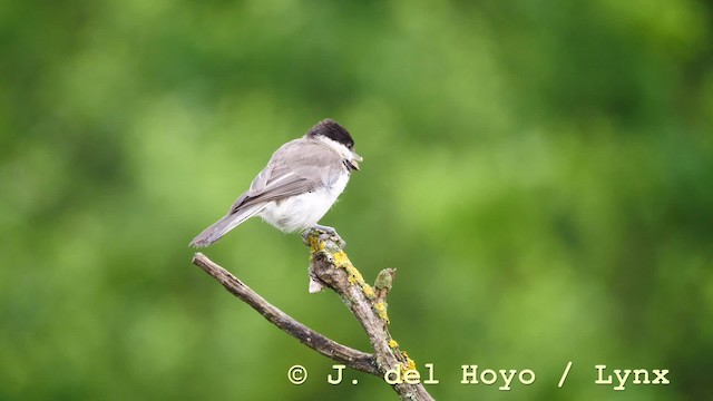 Mésange lugubre - ML201604571