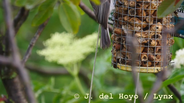 Mésange lugubre - ML201604591