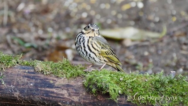 Pipit à dos olive - ML201604641