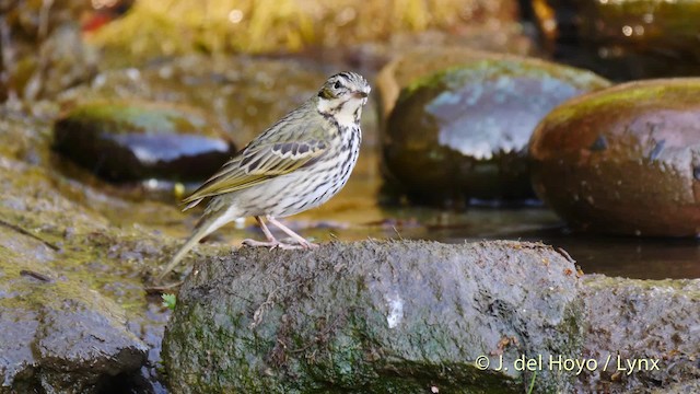 Pipit à dos olive - ML201604661