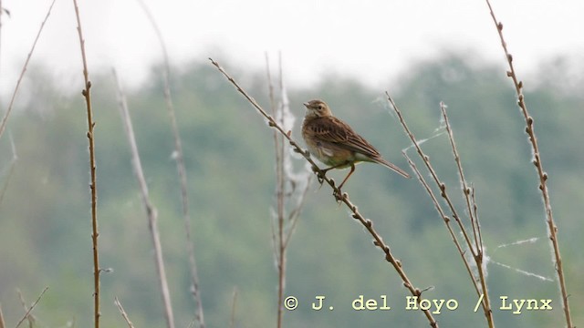 Richard's Pipit - ML201604711