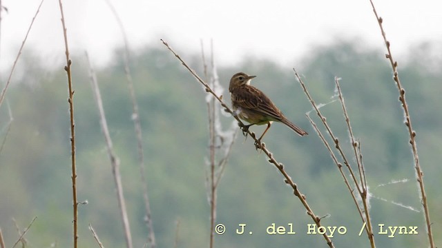 Richard's Pipit - ML201604721