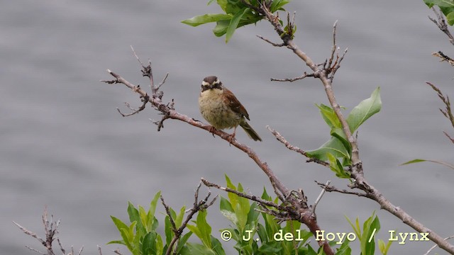 Siberian Accentor - ML201604771