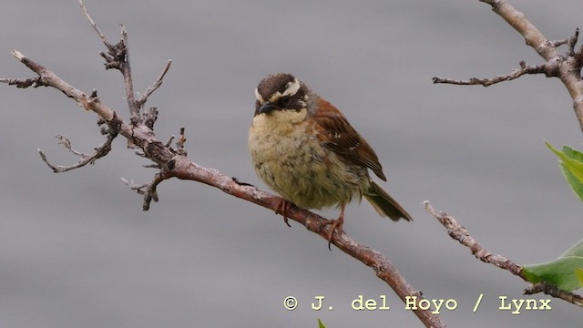 Siberian Accentor - ML201604781