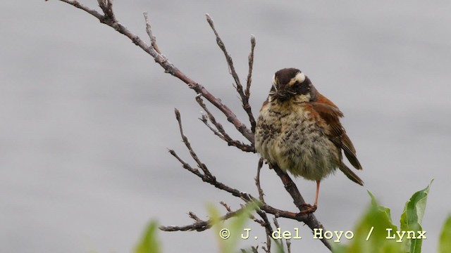 Siberian Accentor - ML201604791