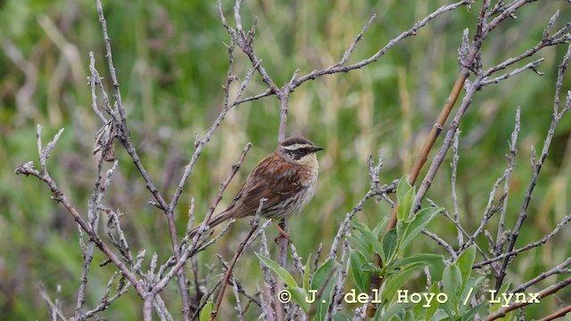 Siberian Accentor - ML201604801