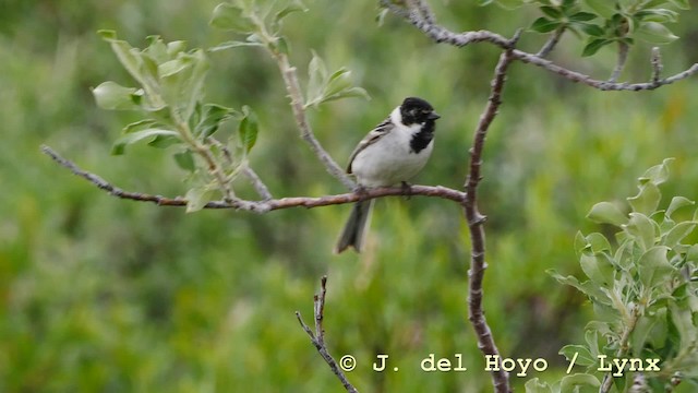 Pallas's Bunting - ML201604821