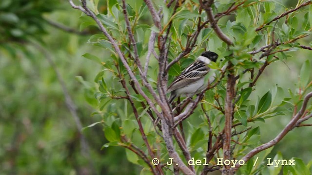 Pallas's Bunting - ML201604831