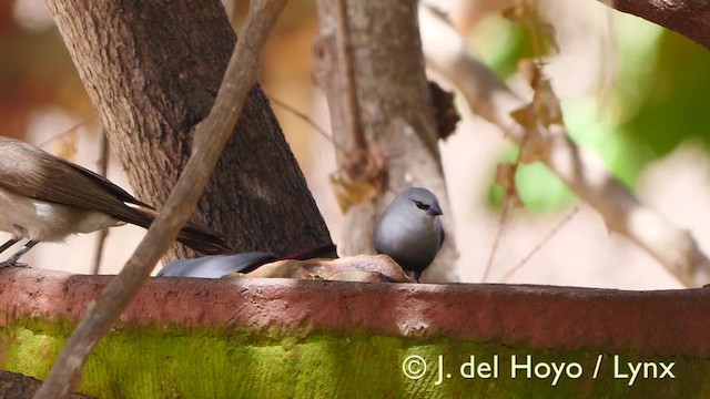 Lavender Waxbill - ML201604851