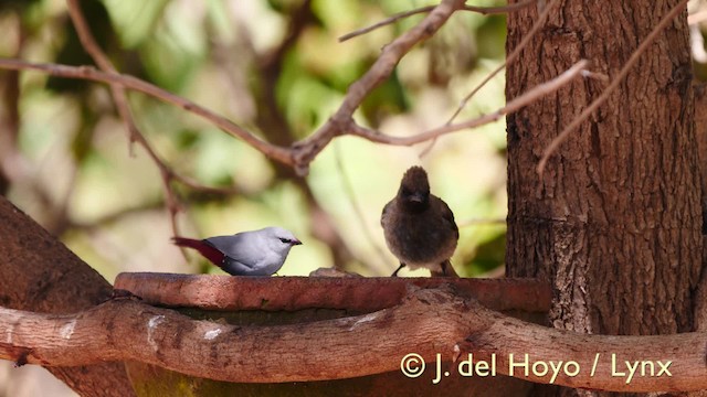 Lavender Waxbill - ML201604861