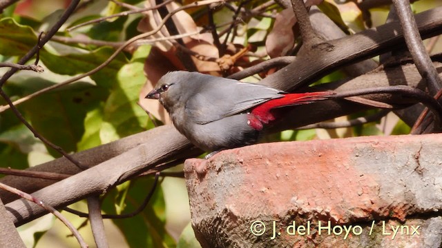 Lavender Waxbill - ML201604871