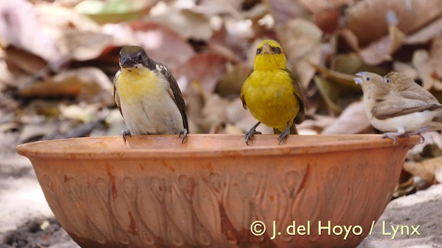 Воскоїд великий - ML201604881