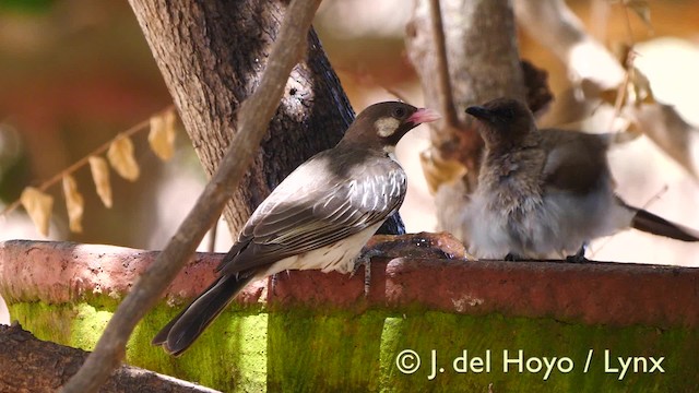 Büyük Balkılavuzu - ML201604891