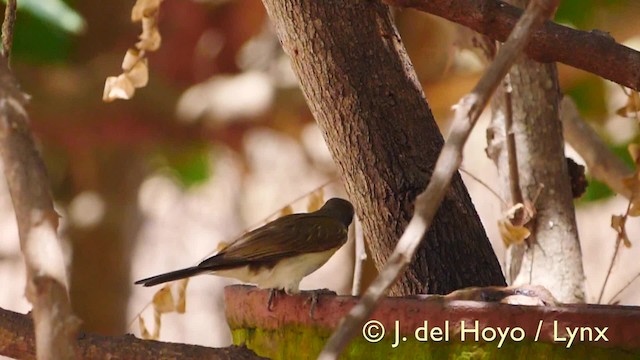 Büyük Balkılavuzu - ML201604911