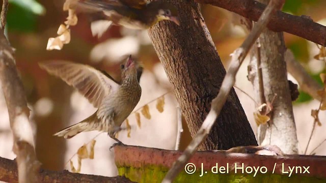 Spotted Honeyguide - ML201604921