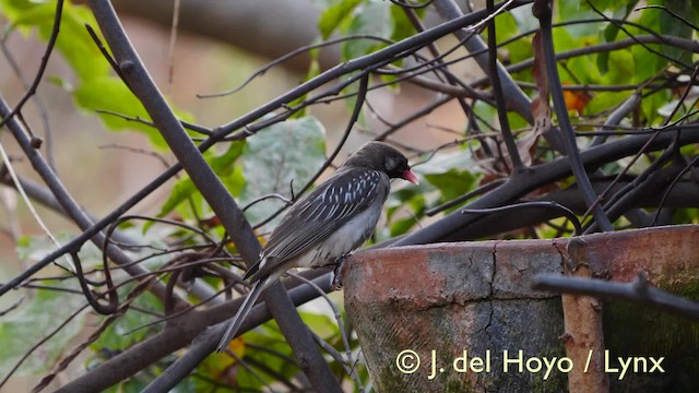 Воскоїд великий - ML201604941