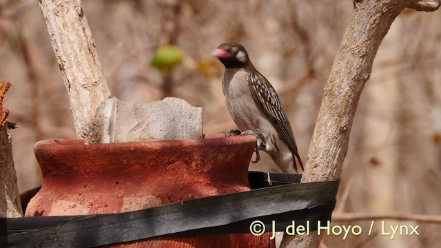 Воскоїд великий - ML201604951