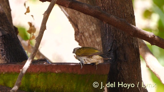 Spotted Honeyguide - ML201604991