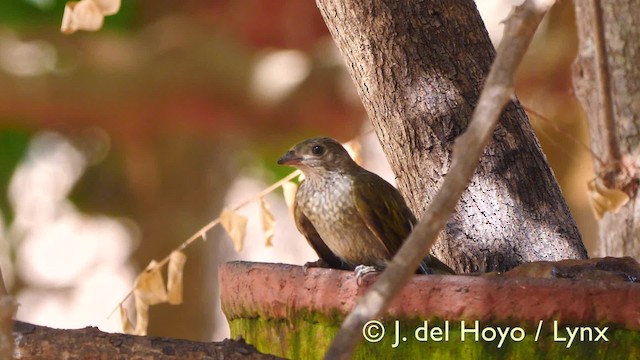 Spotted Honeyguide - ML201605001