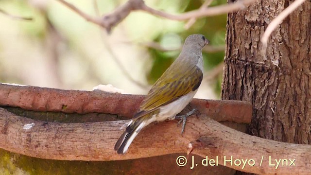 Lesser Honeyguide (Lesser) - ML201605011