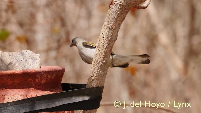 Lesser Honeyguide (Lesser) - ML201605021