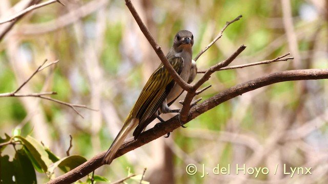 Lesser Honeyguide (Lesser) - ML201605031