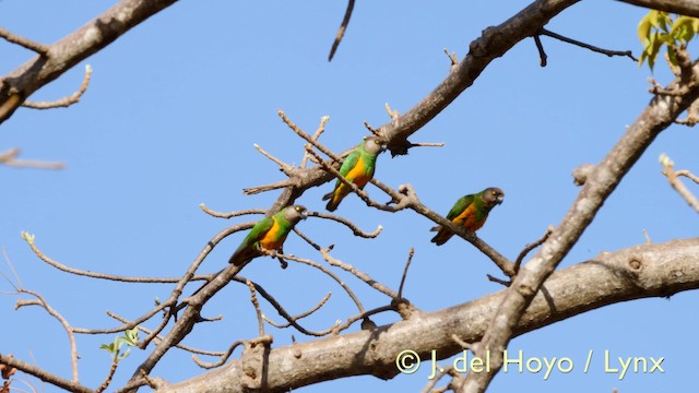 Senegal Papağanı - ML201605081