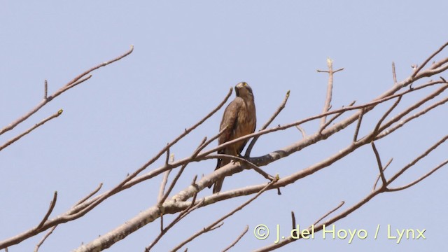 Grasshopper Buzzard - ML201605121