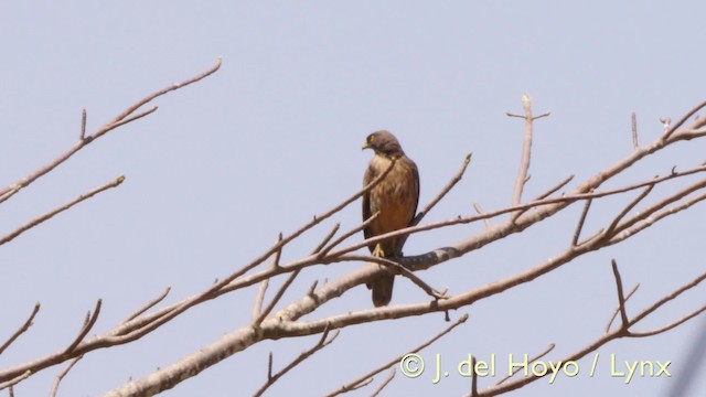 Саранчовый сарыч - ML201605131