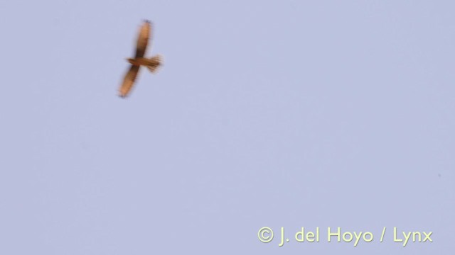 Grasshopper Buzzard - ML201605141