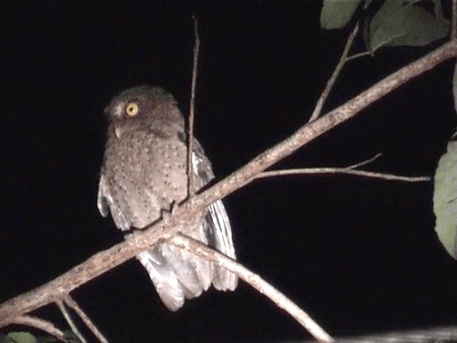 Autillo de Andamán - ML201605191
