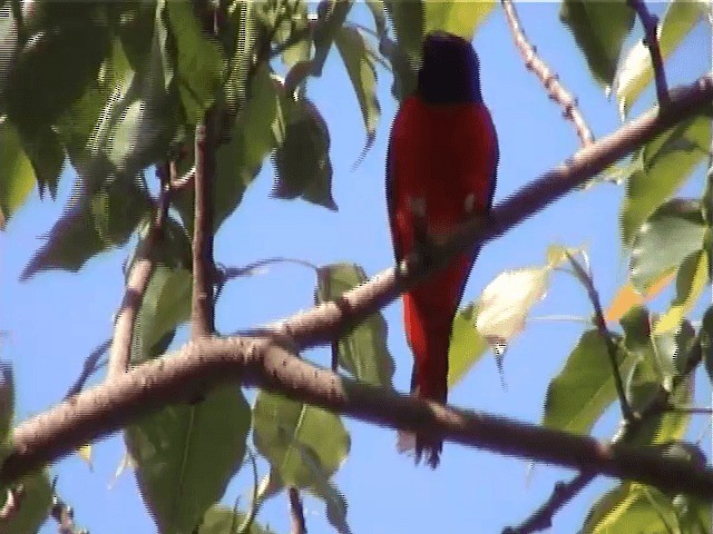 Scarlet Minivet (Scarlet) - ML201605361