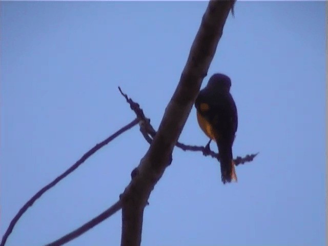 Minivet Escarlata (grupo escarlata) - ML201605371