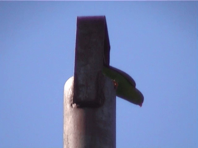 Vernal Hanging-Parrot - ML201605401