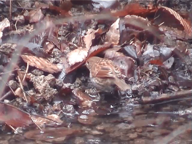 Japanese Accentor - ML201605441