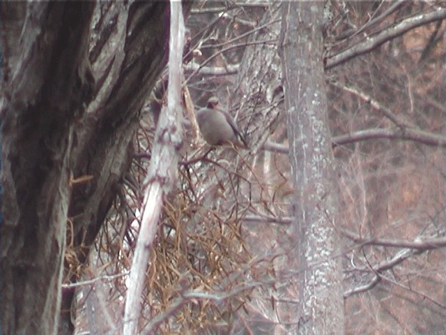 Japanese Waxwing - ML201605481