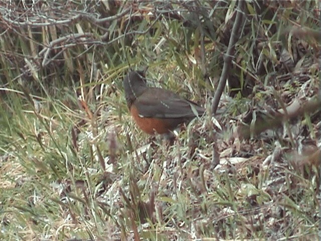 Brown-headed Thrush - ML201605491