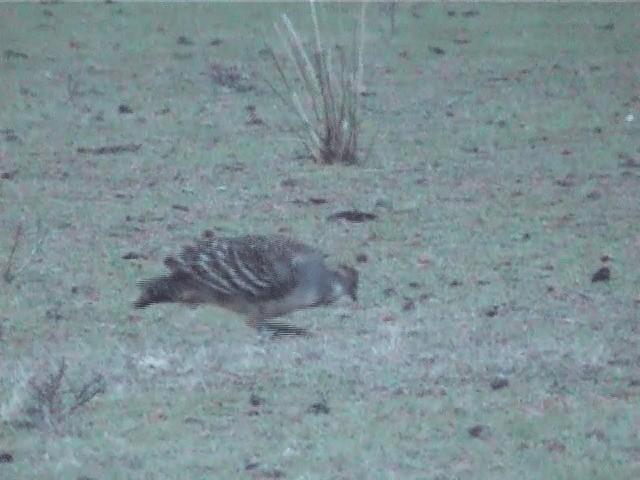 Malleefowl - ML201605511