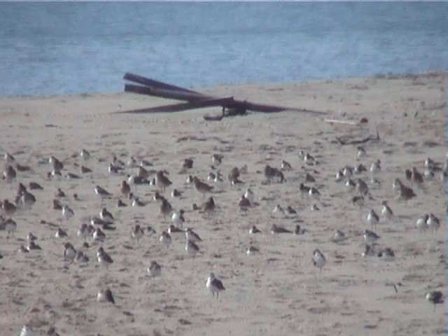 Oriental Plover - ML201605521