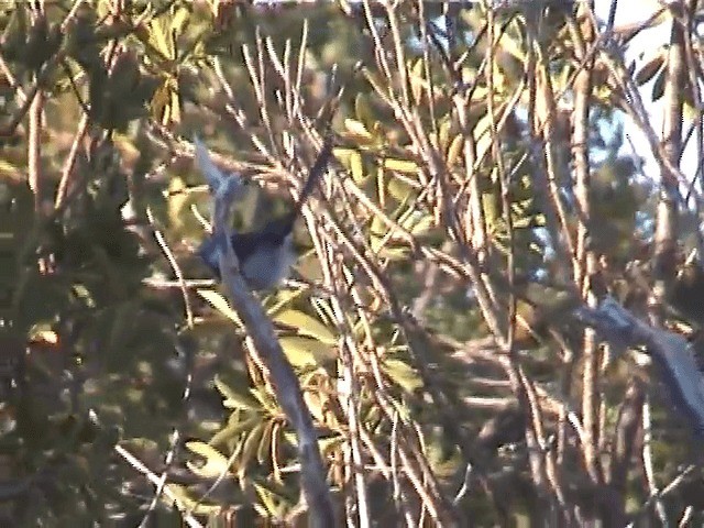 Purple-backed Fairywren (Lavender-flanked) - ML201605531