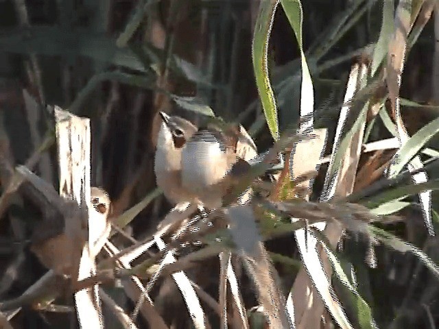 Purple-crowned Fairywren - ML201605541