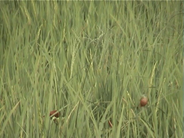 White-capped Munia - ML201605591