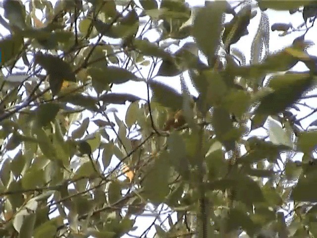 Javan White-eye - ML201605601