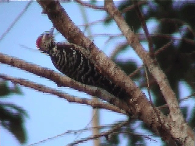 Freckle-breasted Woodpecker - ML201605661