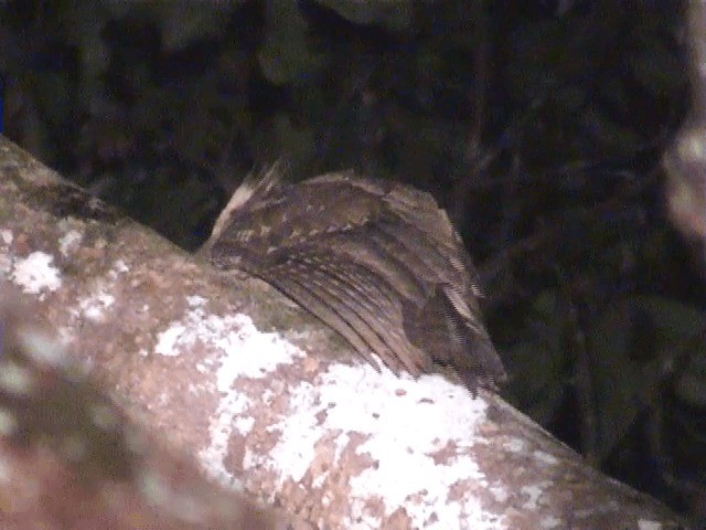 Large Frogmouth - ML201605721