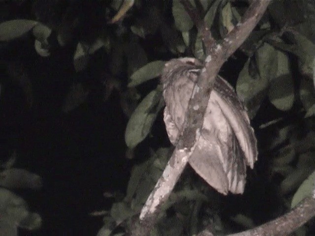 Large Frogmouth - ML201605731