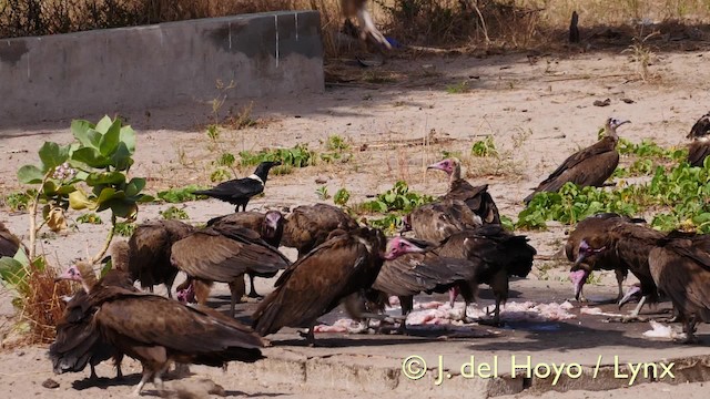 Hooded Vulture - ML201605821